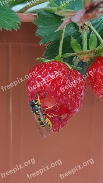 Wasp Insect Strawberry Fruit Nature