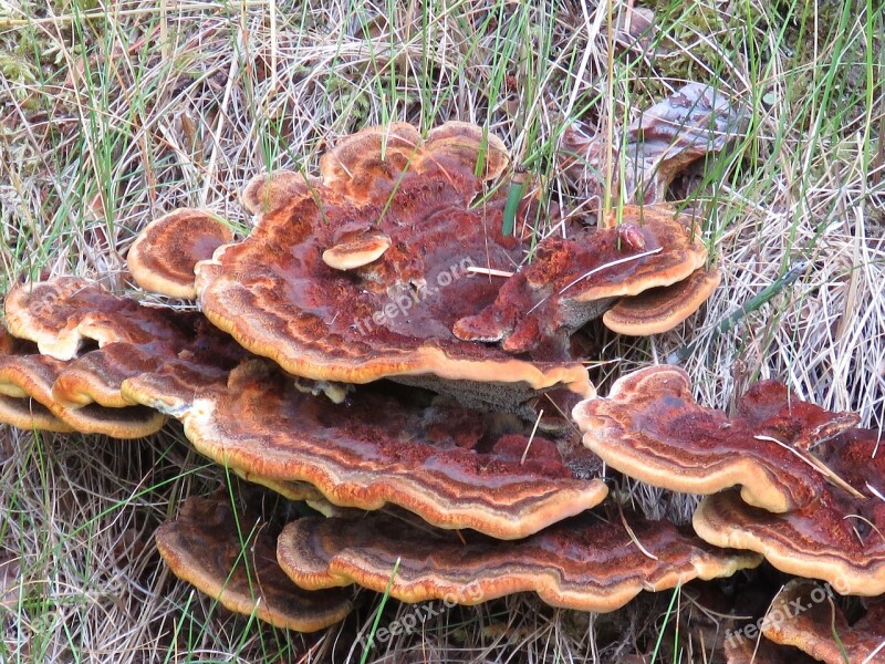 Fungus Nature Forest Mushroom Fungi