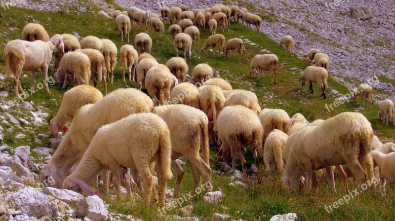 Flock Sheep Browse Grass Mountain