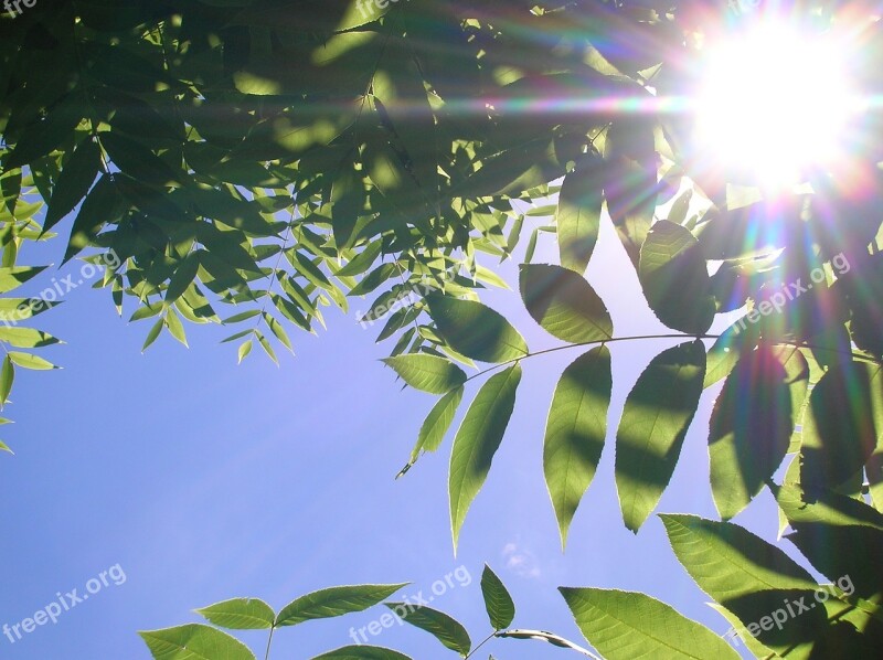 Leaves Sunlight Sunbeams Free Photos