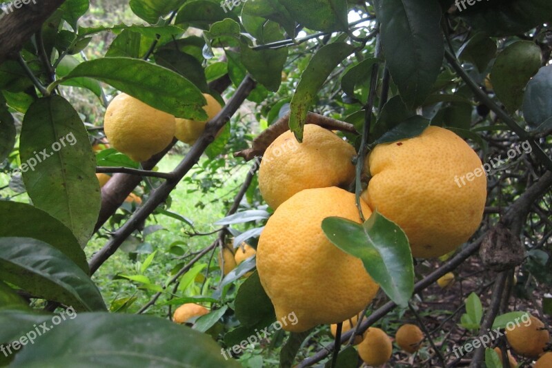 Lemon Tree Fruit Fruit Tree Yellow