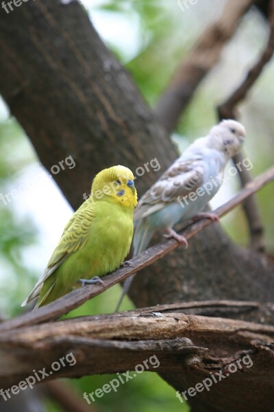 Perico Feathers Bird Parrots Free Photos