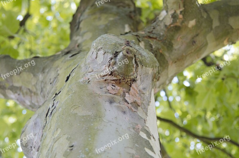 Tree Forest Branch Branches Fairy Tale Forest Free Photos