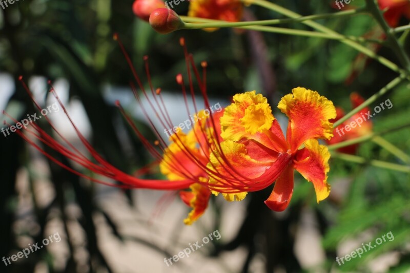 Flower Close Up Macro Colorful Exotic