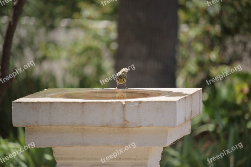 Canary Hot Summer Nature Bird