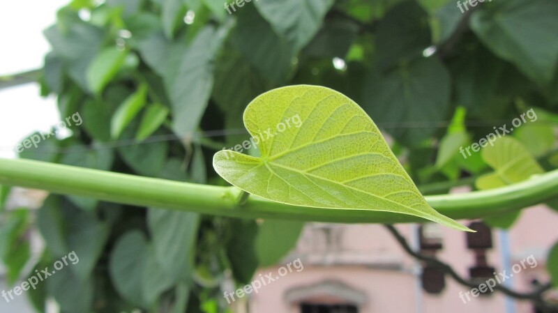 Leaf Creeper Nature Free Photos