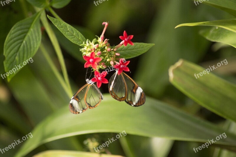 Butterfly Insect Glass Butterfly Free Photos