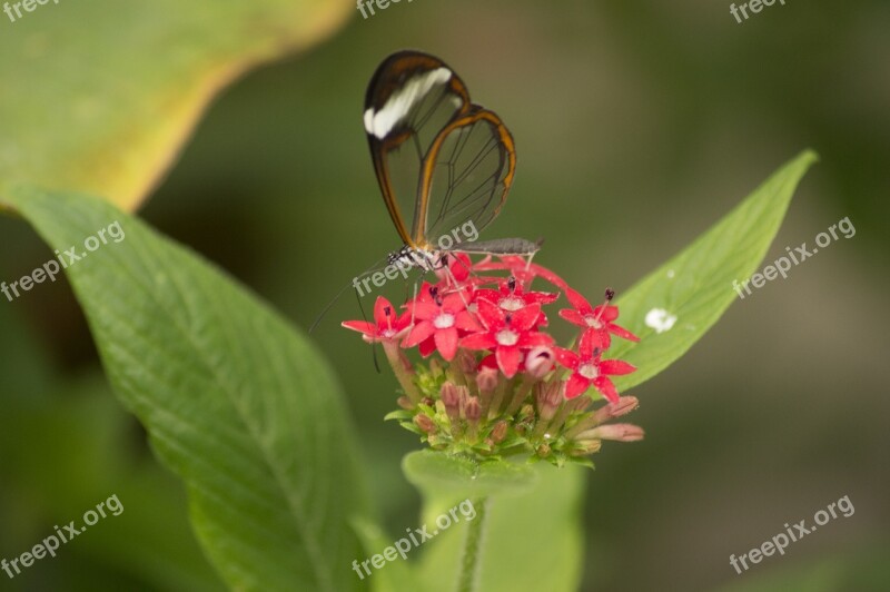 Butterfly Insect Glass Butterfly Free Photos