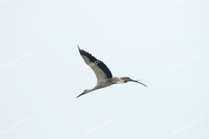 Bird Stork Lake Neusiedl Burgenland Flying