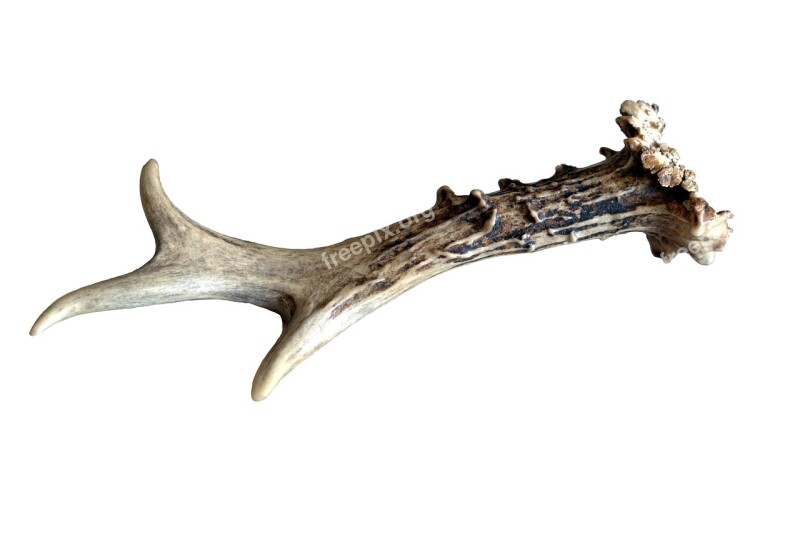 Antlers Bone Sarna Hart Amulet