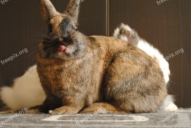 Domestic Animal Rabbit Strawberry Language Free Photos