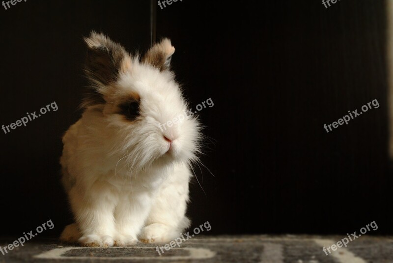 Domestic Animal Rabbit Laid Free Photos