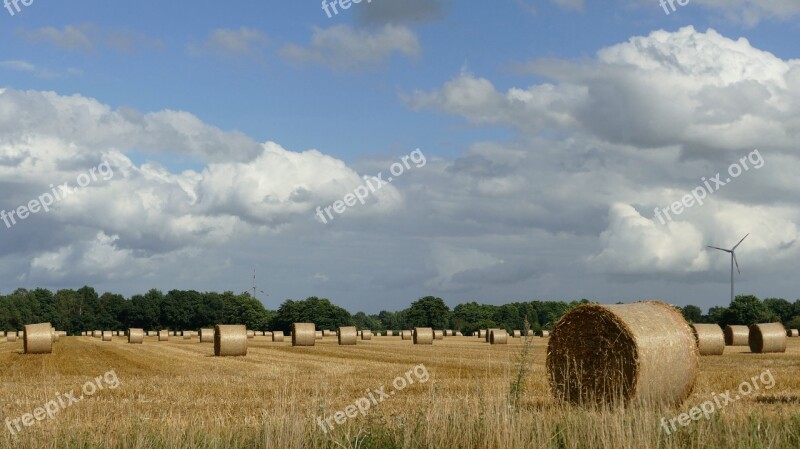 Hay Harvest Hay Bales Dried Grass Agriculture