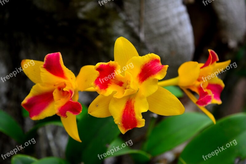 Flowers Orchid Flower Nature White Petals