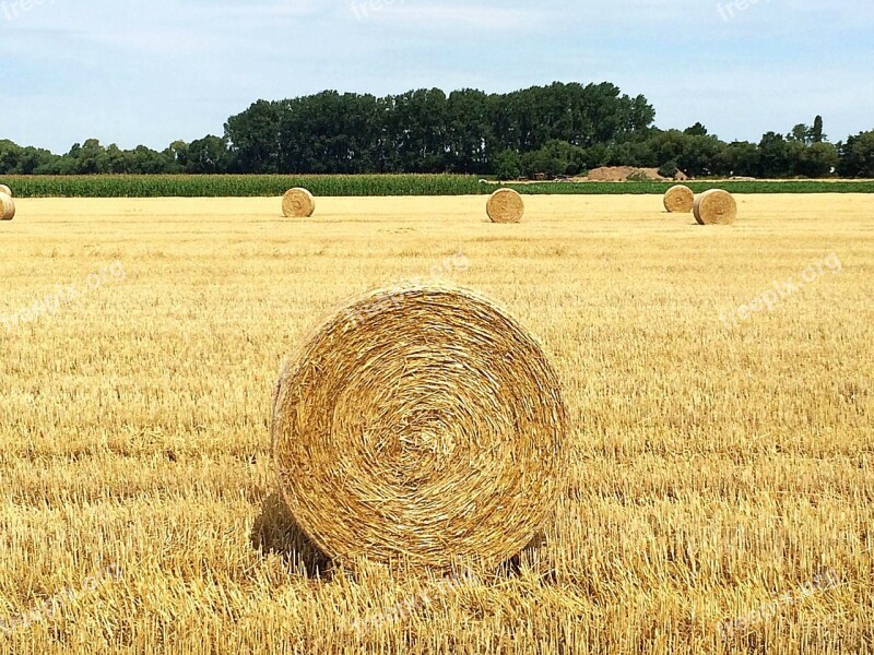 Straw Straw Bales Round Bales Straw Box Stubble