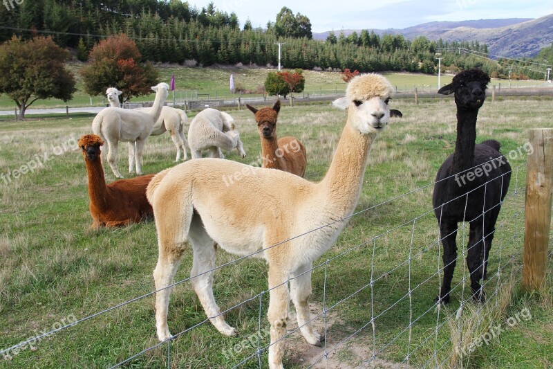 Adorable Alpacas Lamb Lavender Farm