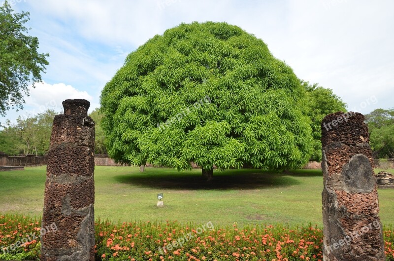 Mango Tree Tree Thailand Free Photos