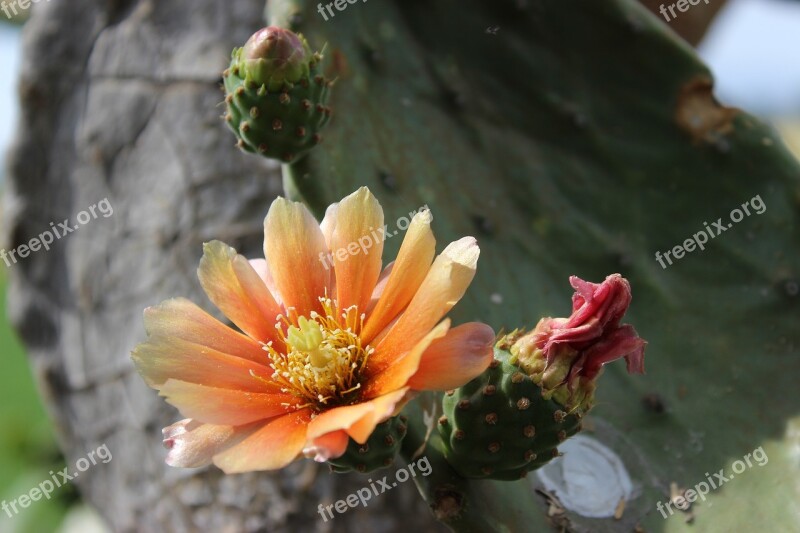 Cactus Flower Plant Thorns Flowering Free Photos