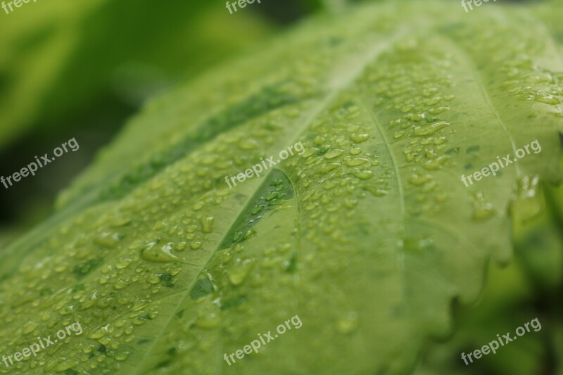 Plant Leaf Drop Of Water Dewdrop Nature