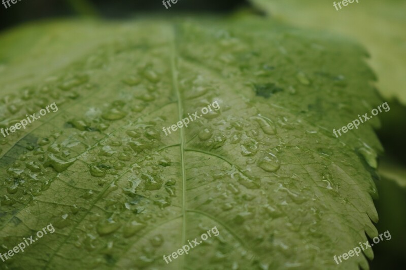 Plant Leaf Drop Of Water Dewdrop Nature