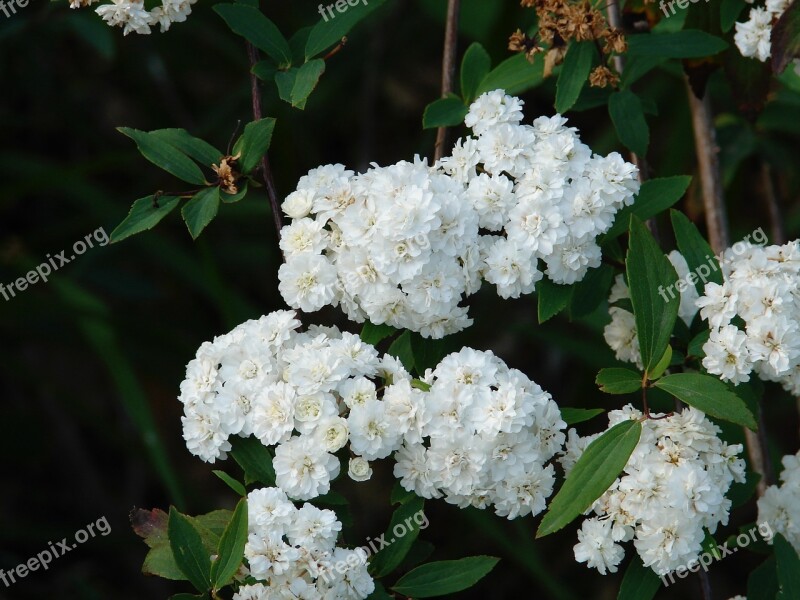 Flower Bloom White Dainty Floral