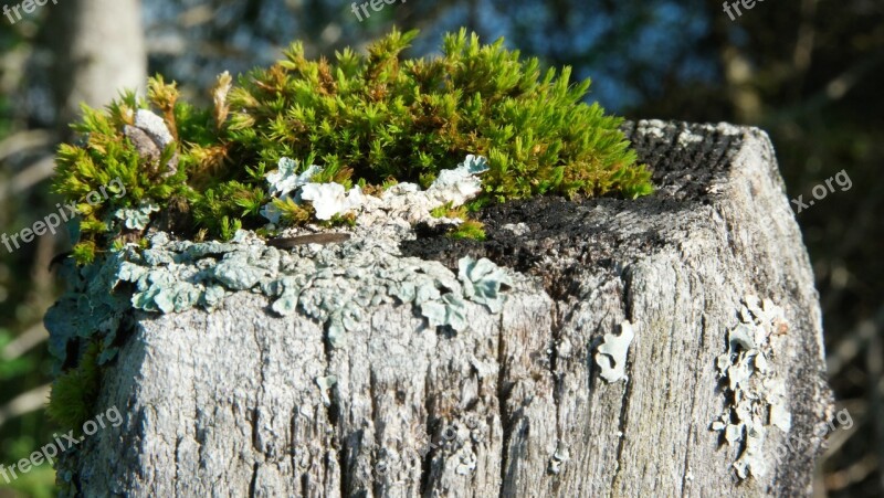 Moss Fence Weathered Old Wood