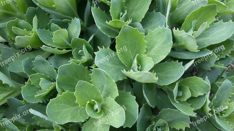 Thick Sheet Greenhouse Stonecrop Big Fat Hen Plant Free Photos