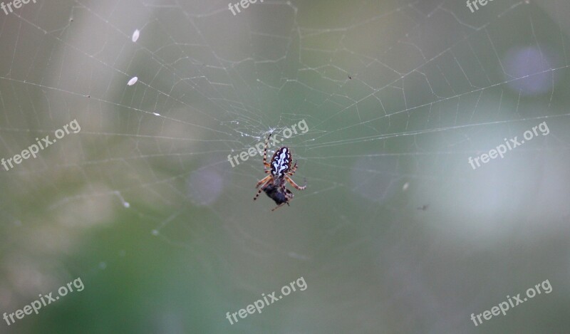 Spider Insecta Spider Web Prey Food