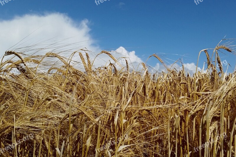 Corn Summer Agriculture Field Nature