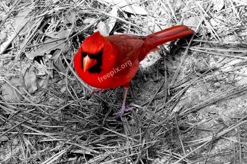 Cardinal Bird Red Ohio Wildlife