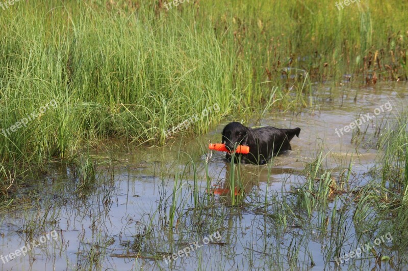 Dog Pick Up Your Retriever Flat-coated Retriever Water