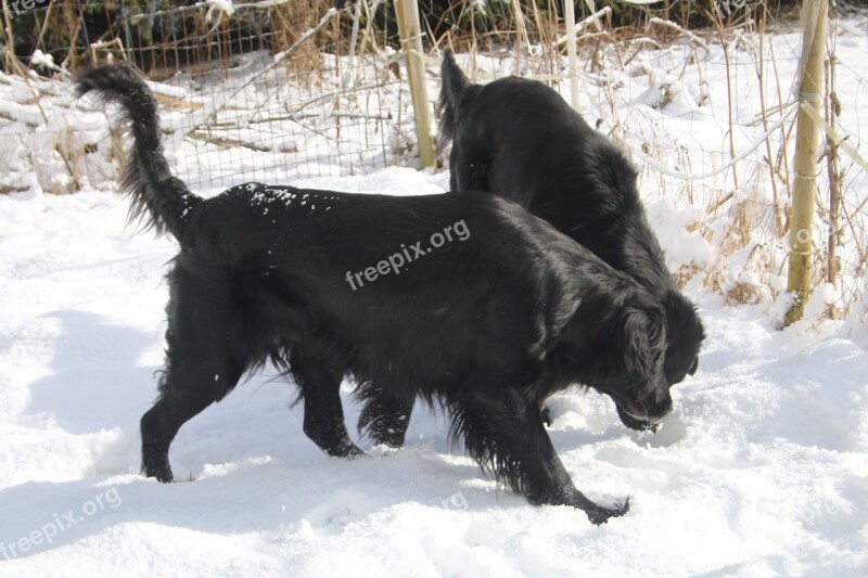 Dogs Pet Winter Black Animal