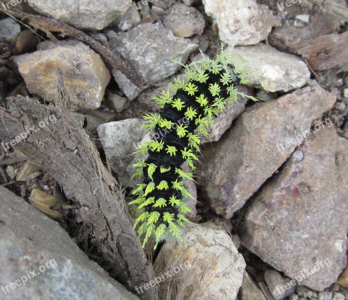 Caterpillar Green Green Caterpillar Worm Colorful