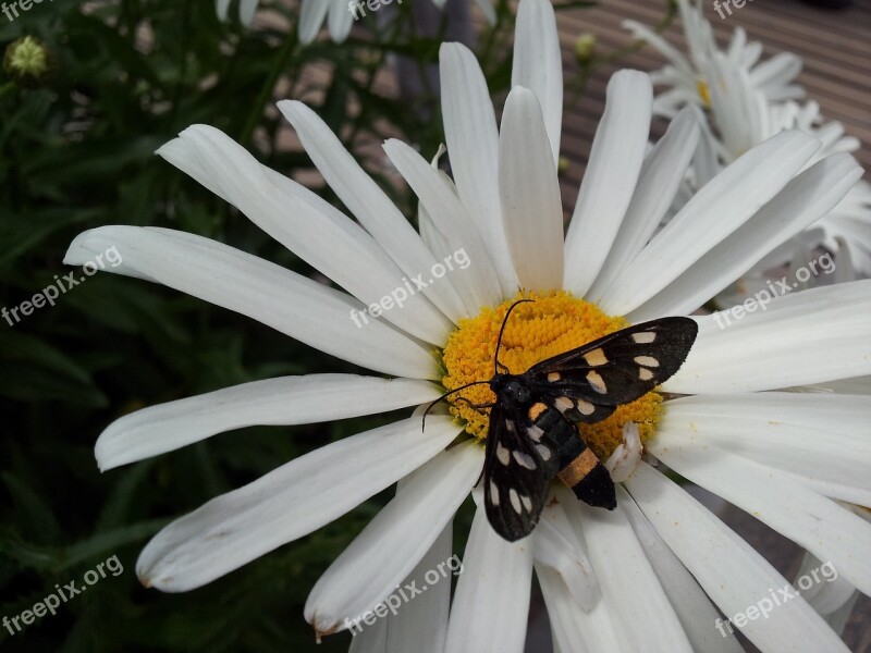 Butterfly Flower Nature Butterfly Park Daisy