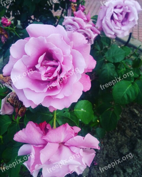 Pink Violet Rosa Flower Petals Flowers