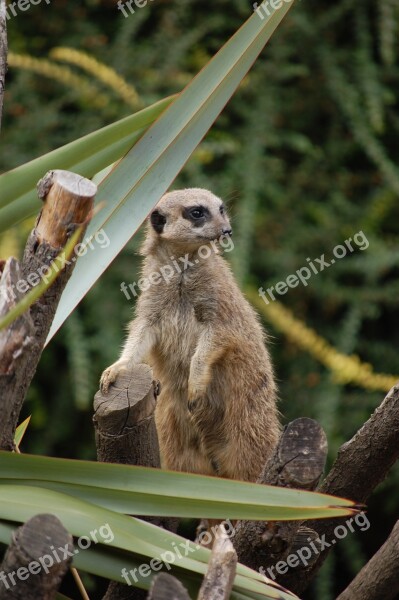 Meerkat Animal Zoo Free Photos