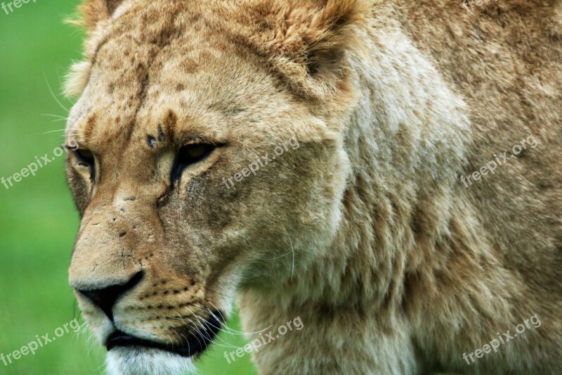 Lioness Pride Wild Lion Predator