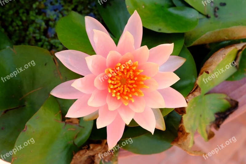 Pink Lotus Lotus Beautiful Flower Pink