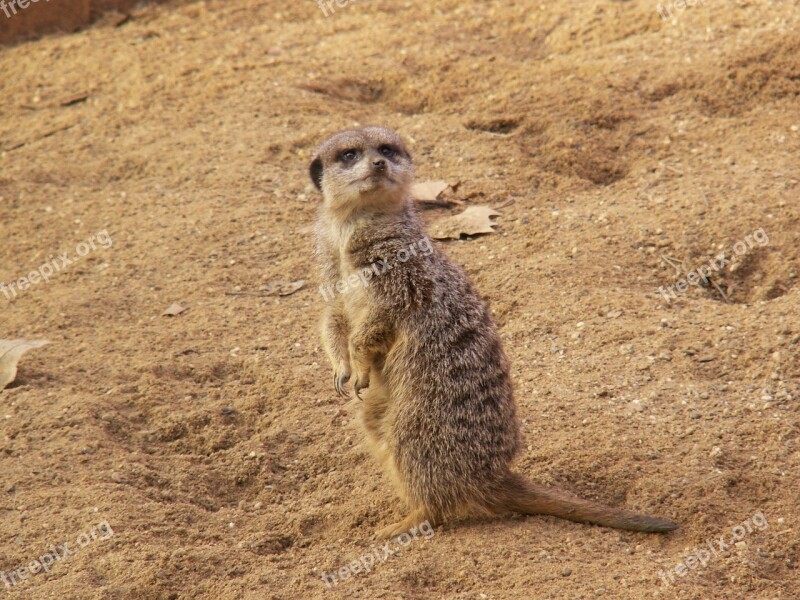 Meerkat Zoo Nature Animal Mammal