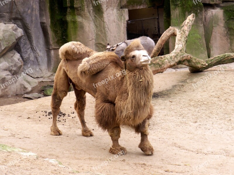 Camel Zoo Desert Ship Free Photos