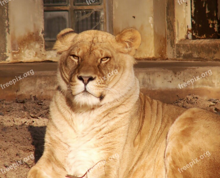 Lion Africa Animals Exotic Animals Free Photos