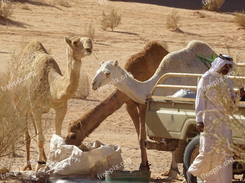 Camel Jordan Desert Free Photos