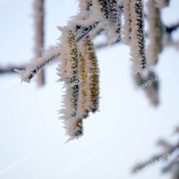 Winter Ice Cold Plant Frost