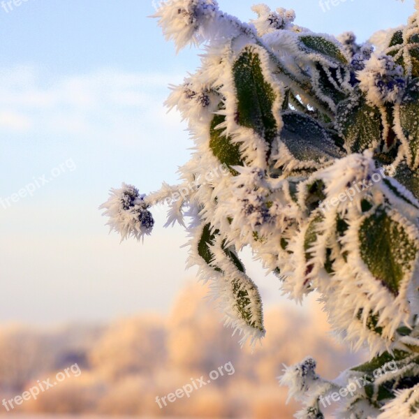 Winter Ice Cold Plant Frost