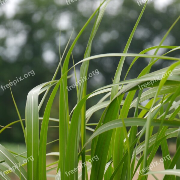 Landscape Grasses Green Grass Game Grass