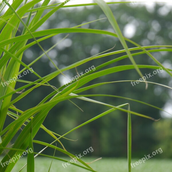 Grass Nature Grasses Landscape Game Grass