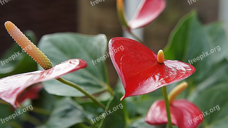 Anthurium Red Flower Red Leaf Flourish Garden