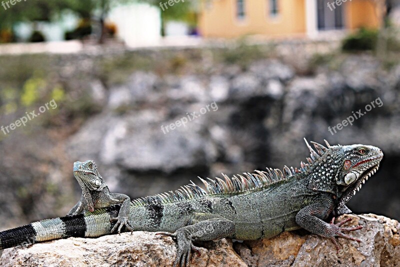 Iguana Curacao Nature Animal Animals