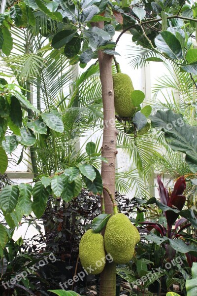 Durian Jack Fruit Tree Botanical Garden New Zealand