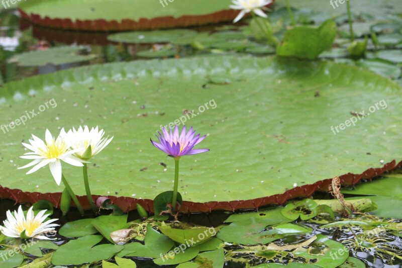 Water Lilies Flowers Flower Aquatic Plant Nature